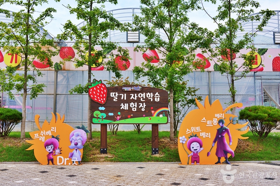 사진: 한국관광공사(공공누리 제3유형) 딸기향농촌테마공원 모습 2
